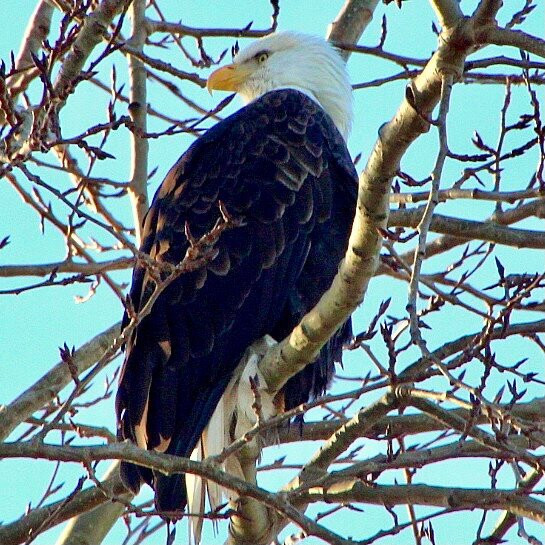 Boundary Bay Regional Park景点图片