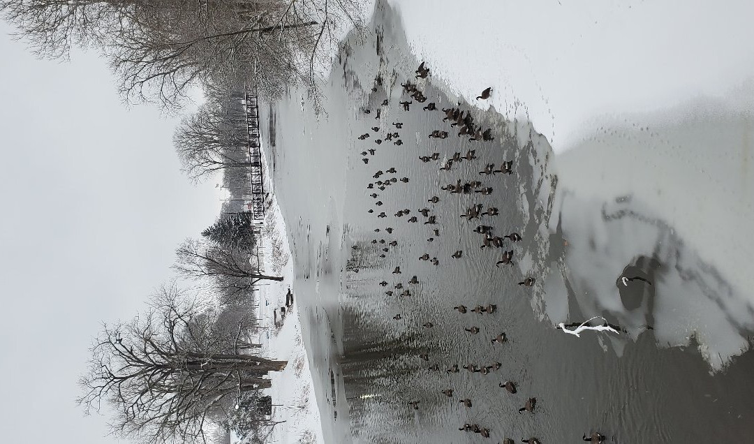 Foster Park-科科莫必去景点