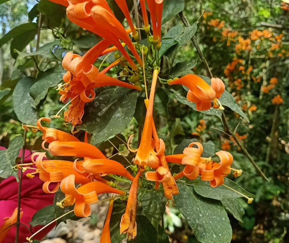 Thekkady Rose Park景点图片