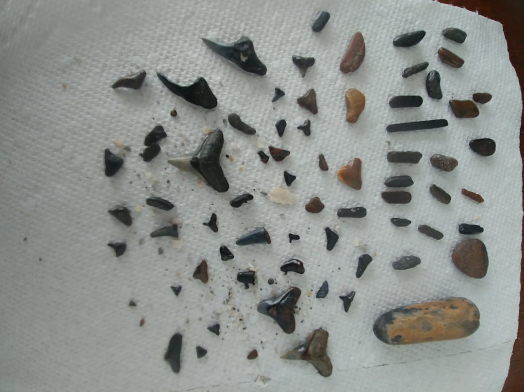 Blind Pass Beach-恩格尔伍德必去景点