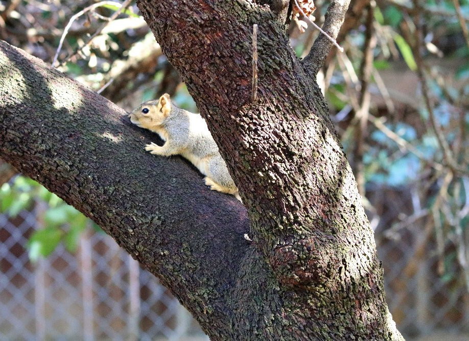 Gibbons Community Park