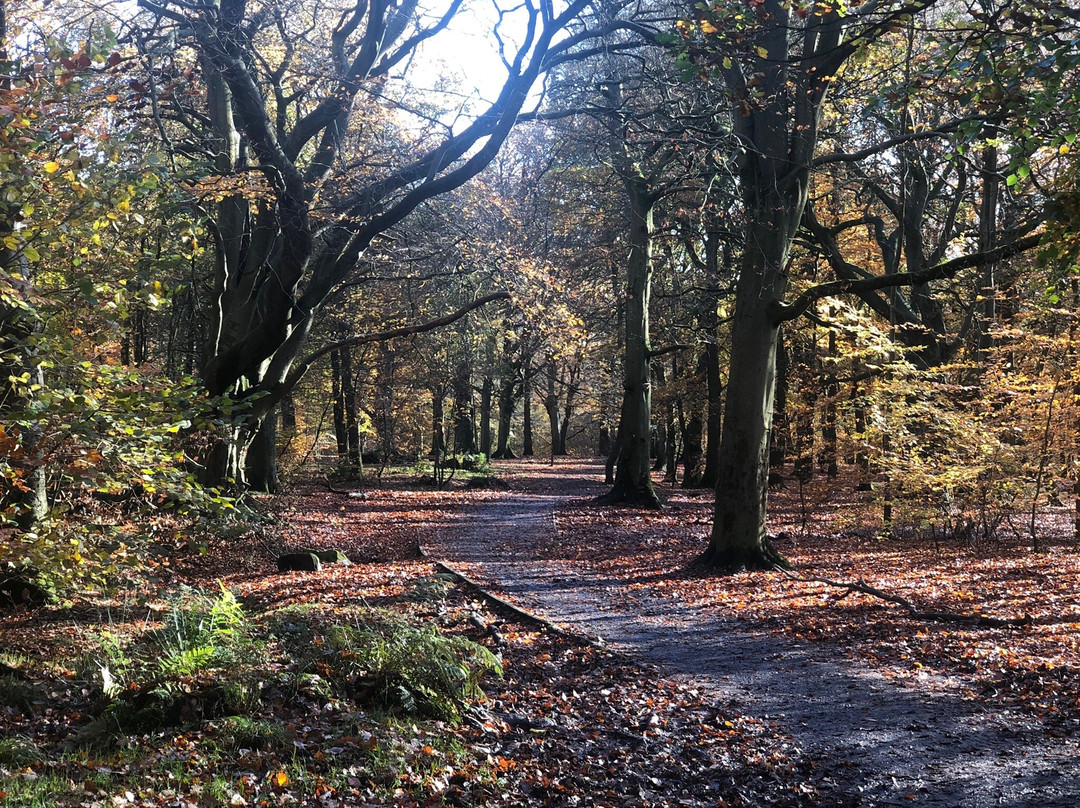 Judy Woods-Wyke必去景点