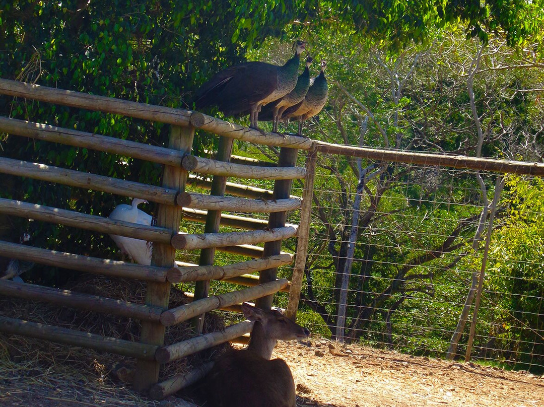 Parc zoologique et forestier-努美阿必去景点