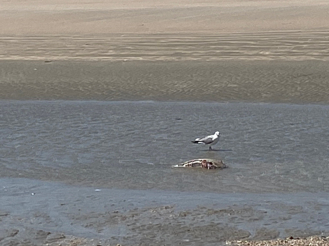 Barra dos Remedios Beach-Camocim必去景点