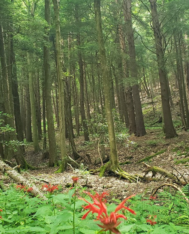 New Germany State Park景点图片
