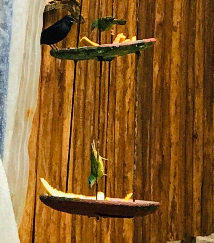 Pousada Orquídeas主图