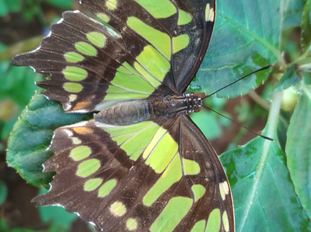 Mariposario del Drago景点图片