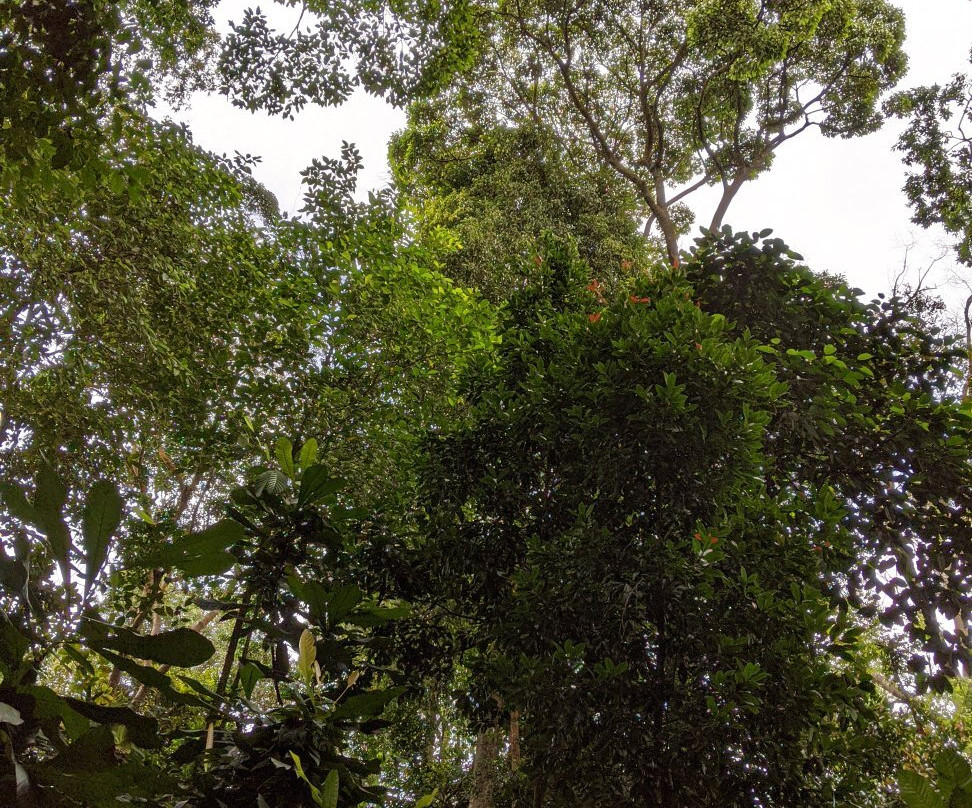 Ayer Hitam Forest Reserve景点图片