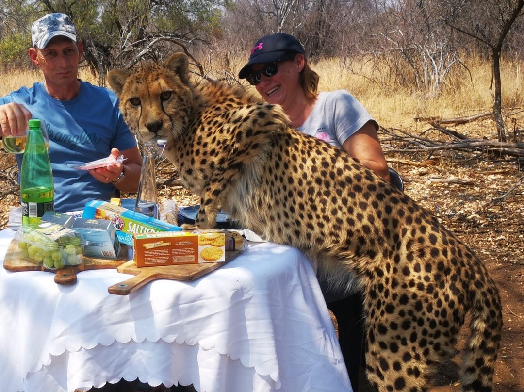 Big Cat Experiences景点图片