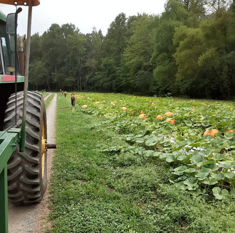 Burt's Farm-道森维尔必去景点