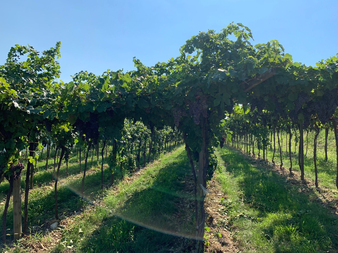 Azienda Agricola Le Salette景点图片