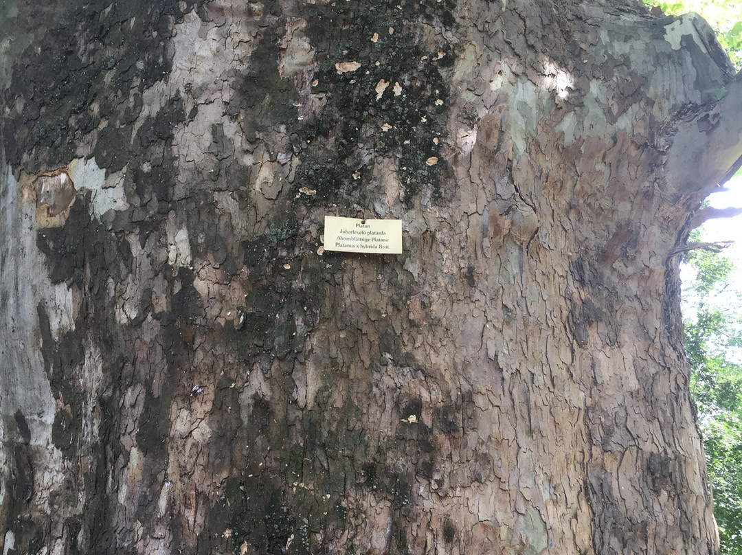 Parc Dendrologic景点图片