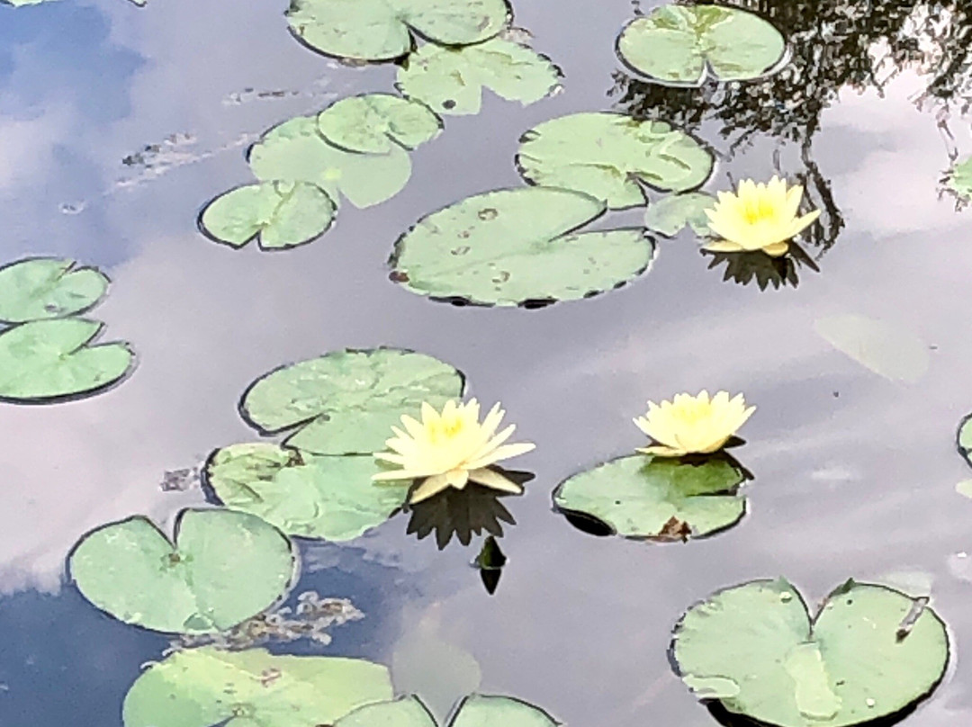 Clark Gardens Botanical Park景点图片