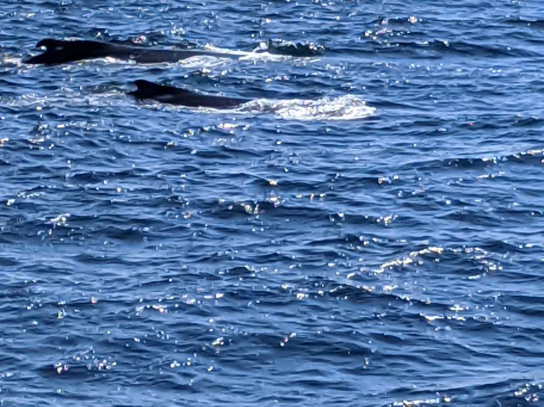 Newburyport Whale Watch景点图片