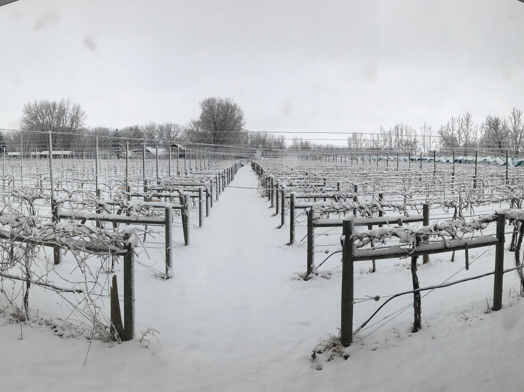 Tongue River Winery-迈尔斯城必去景点