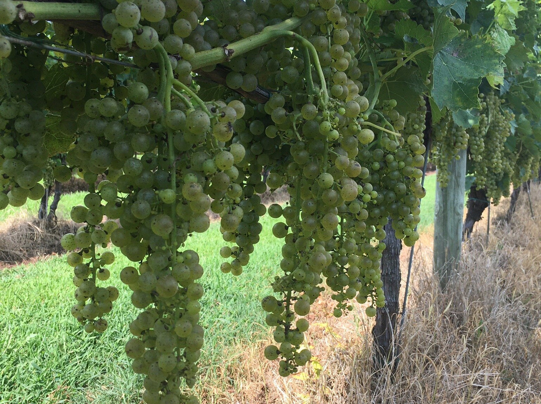Crow Farm and Vineyard and Winery-Kennedyville必去景点
