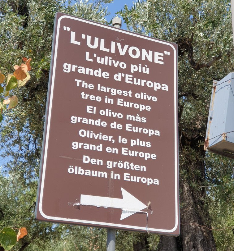 L'Ulivo Piu Antico d'Europa景点图片