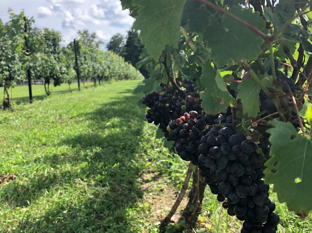 Round Peak Vineyard-Mount Airy必去景点