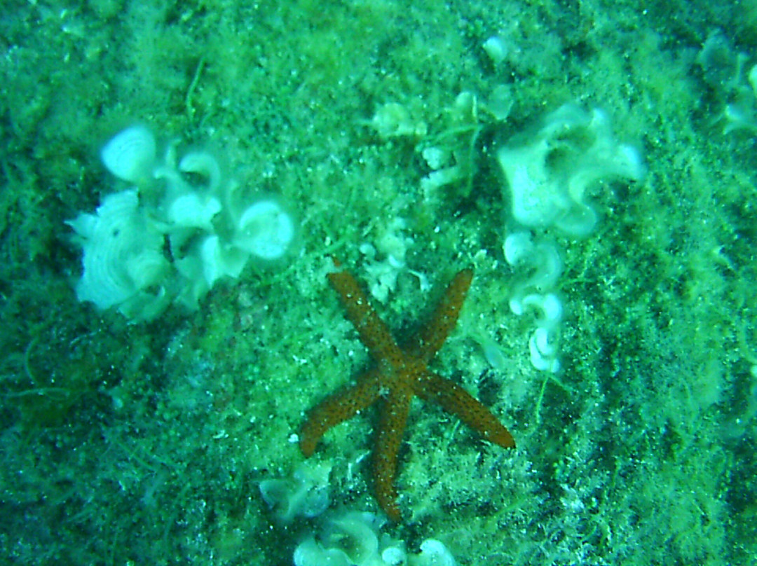Buceo Cabo la Nao景点图片