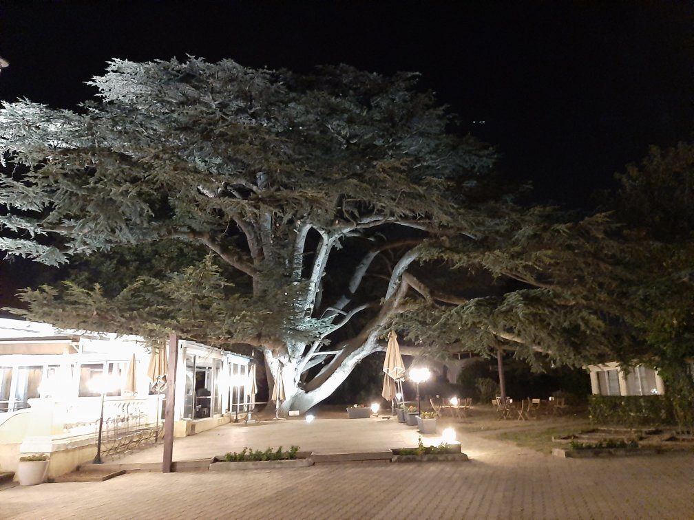 Logis Hôtel le Cèdre de Soyons主图