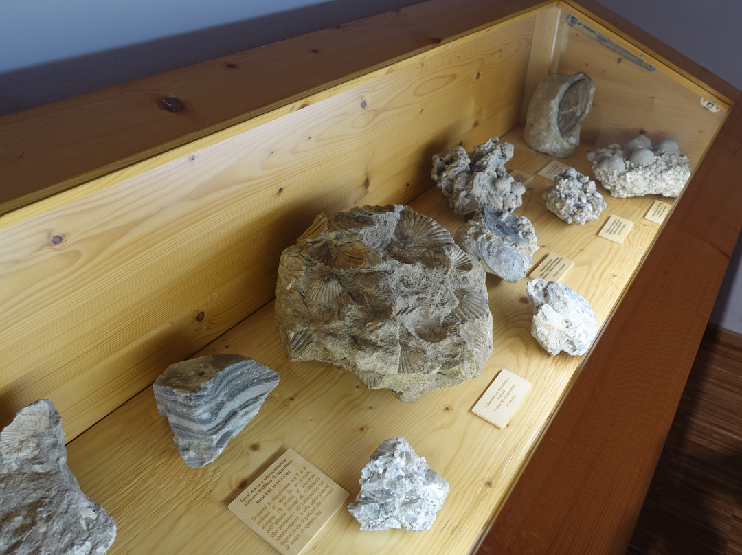 Museo Geopaleontologico景点图片