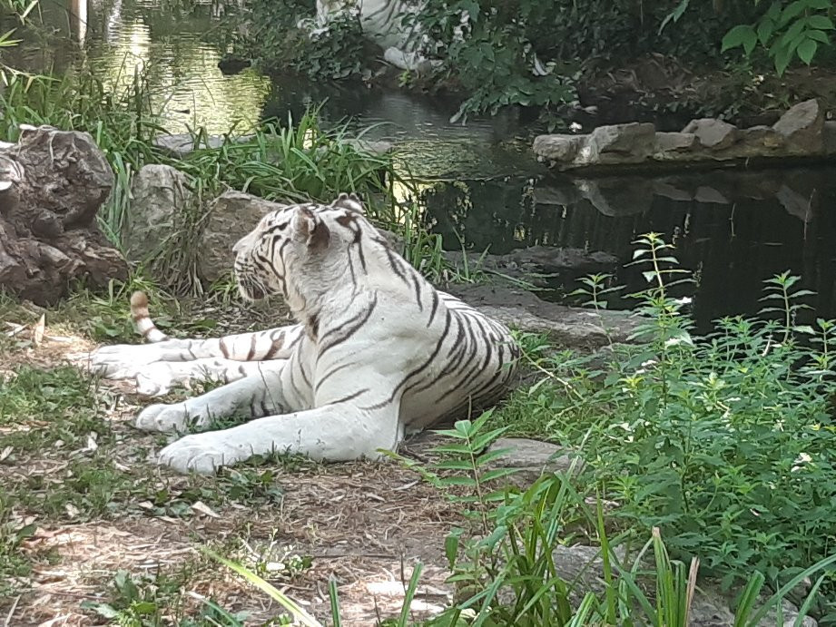 Touroparc Zoo景点图片