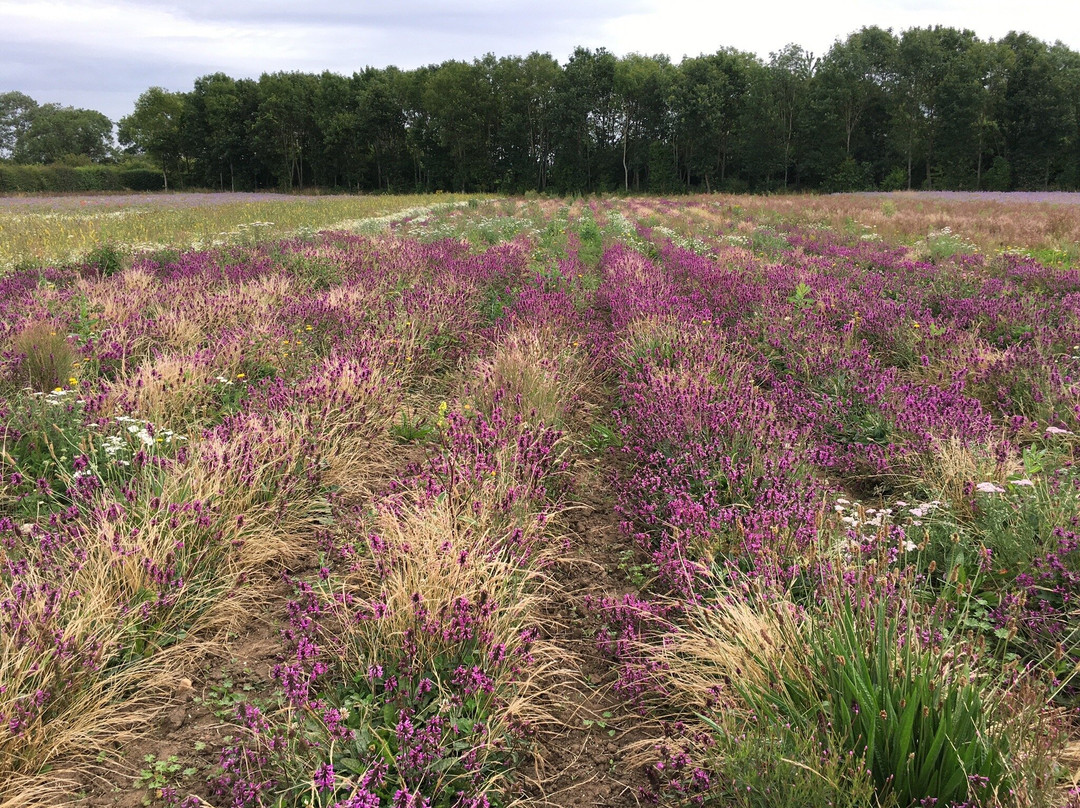 Naturescape British Wild Flowers景点图片