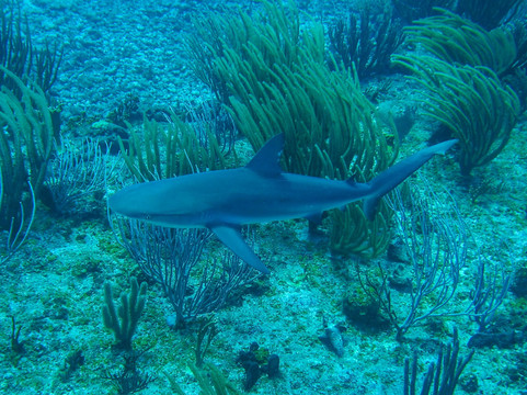 Dive Safaris-辛普森湾必去景点