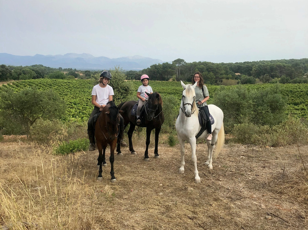 Mallorca Horses景点图片