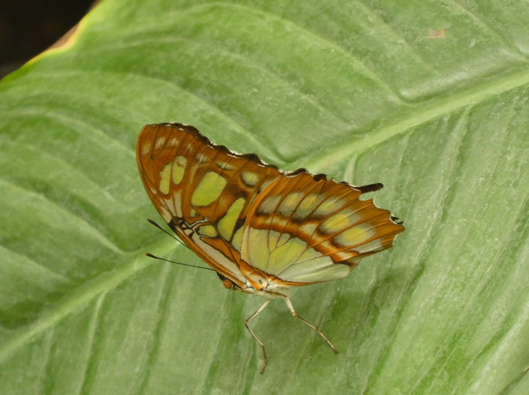 Butterfly House Elbauenpark景点图片