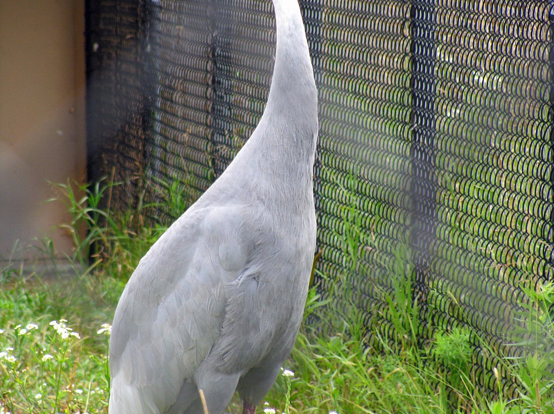 International Crane Foundation-巴拉布必去景点