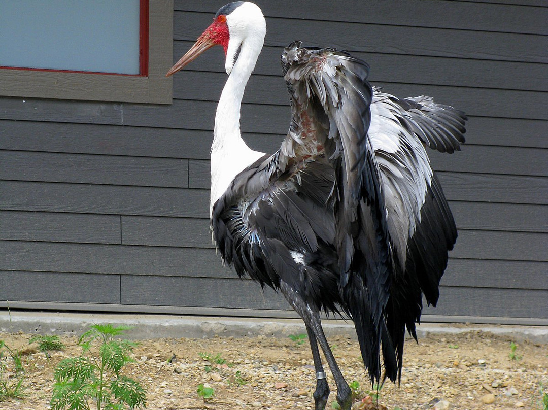 International Crane Foundation-巴拉布必去景点