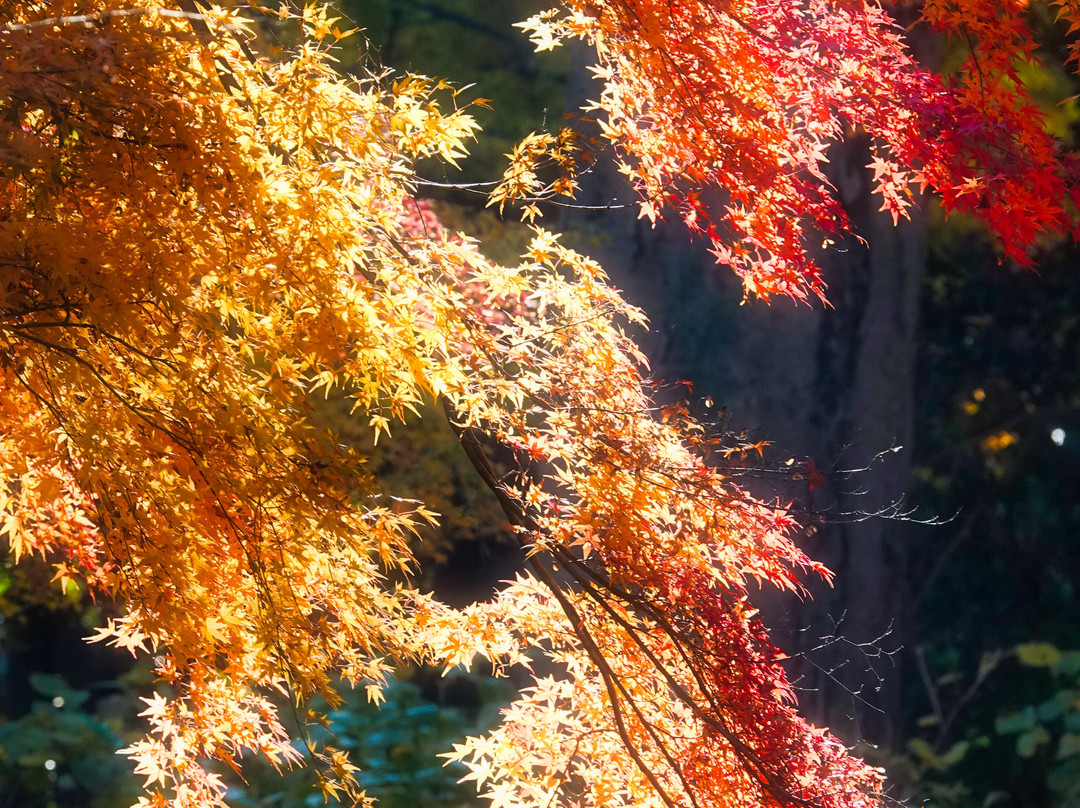 Hondo-ji Temple-松户市必去景点