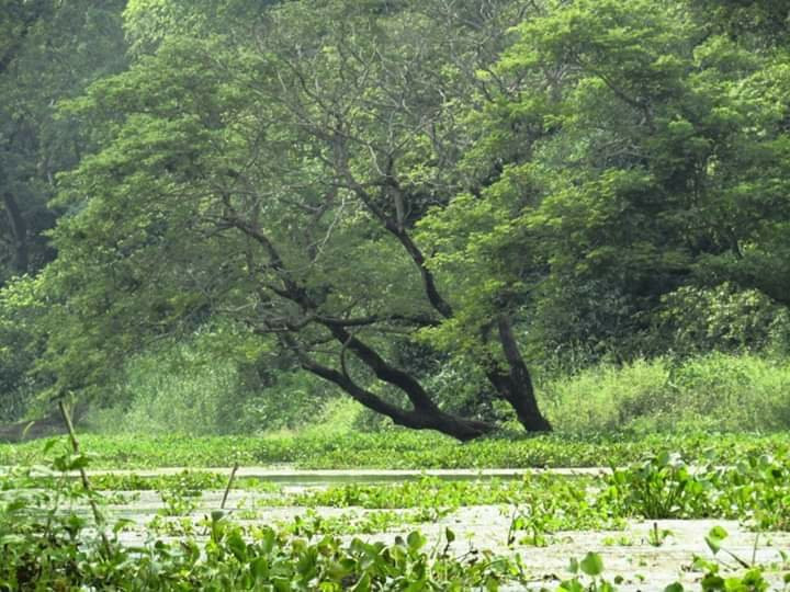 Bibhutibhushan Wildlife Sanctuary景点图片