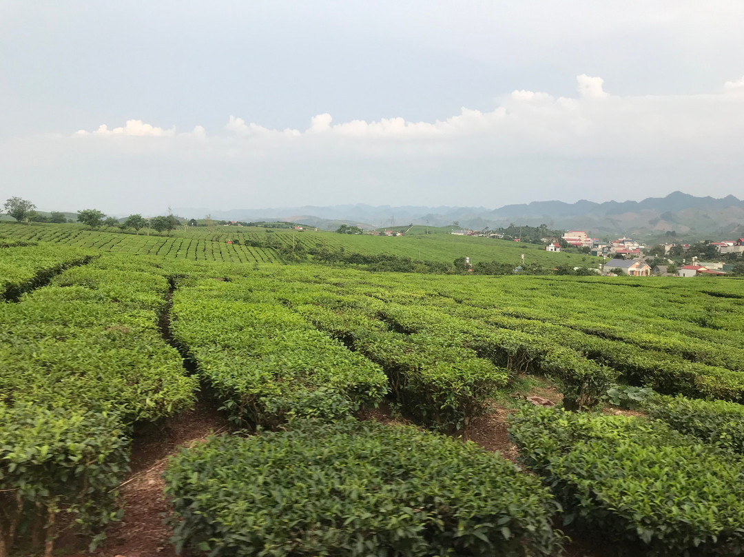 Moc Suong Tea Hill-Moc Chau必去景点