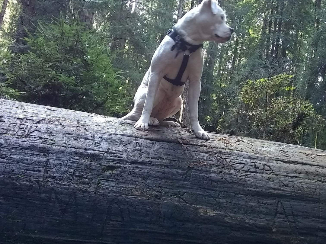 Redwood Highway-尤里卡必去景点