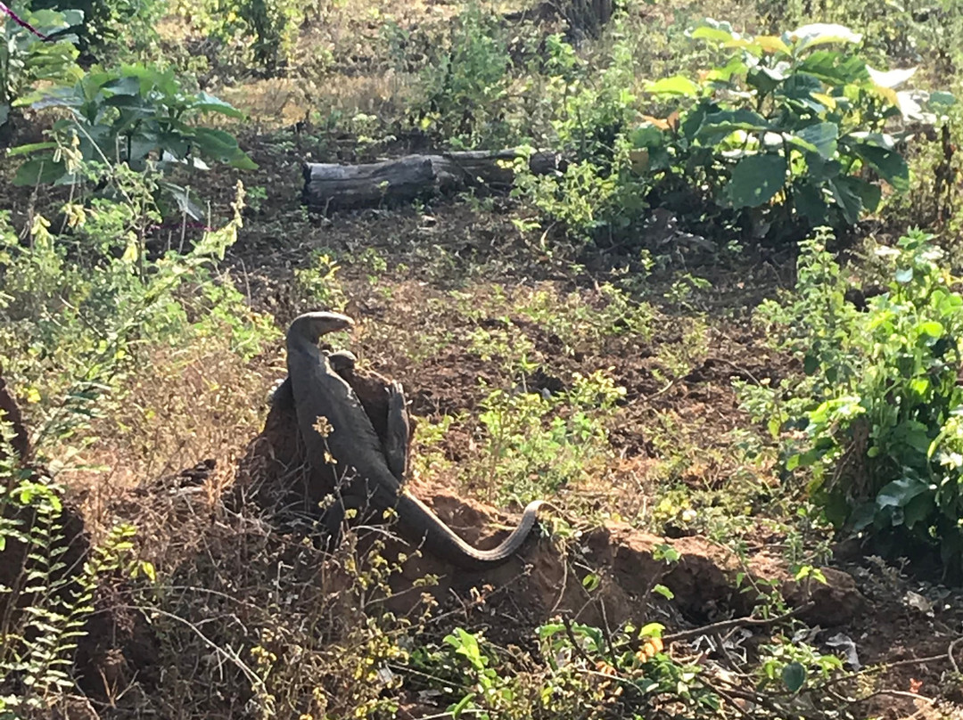 Happy Elephant Safari Udawalawe-乌达瓦拉瓦必去景点