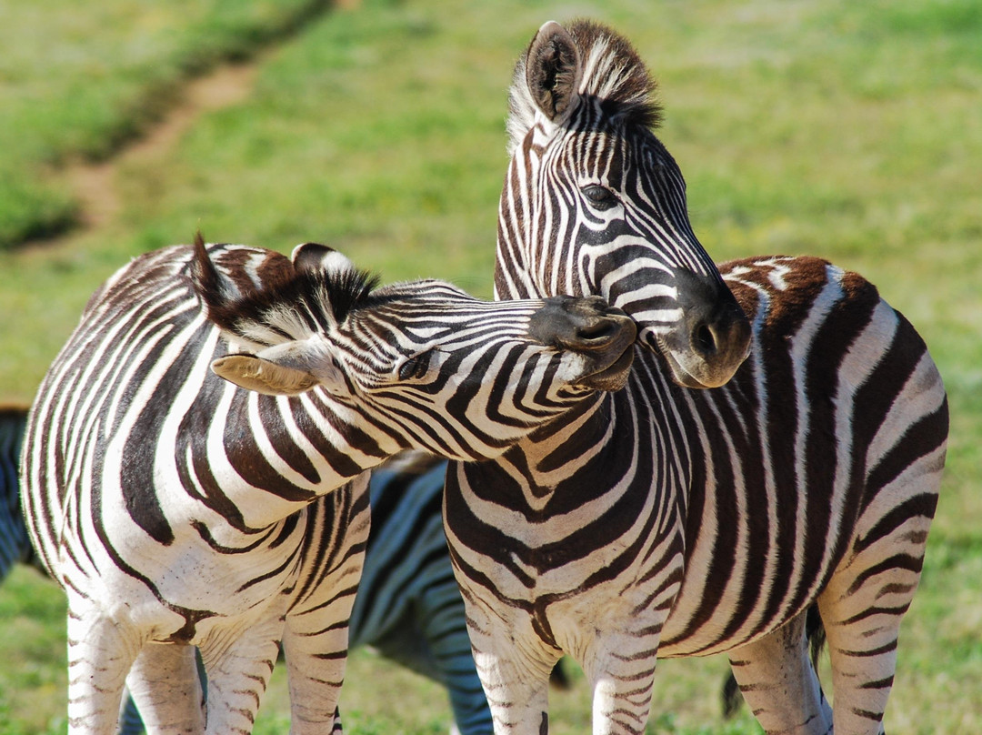 Addo Elephant Safaris景点图片