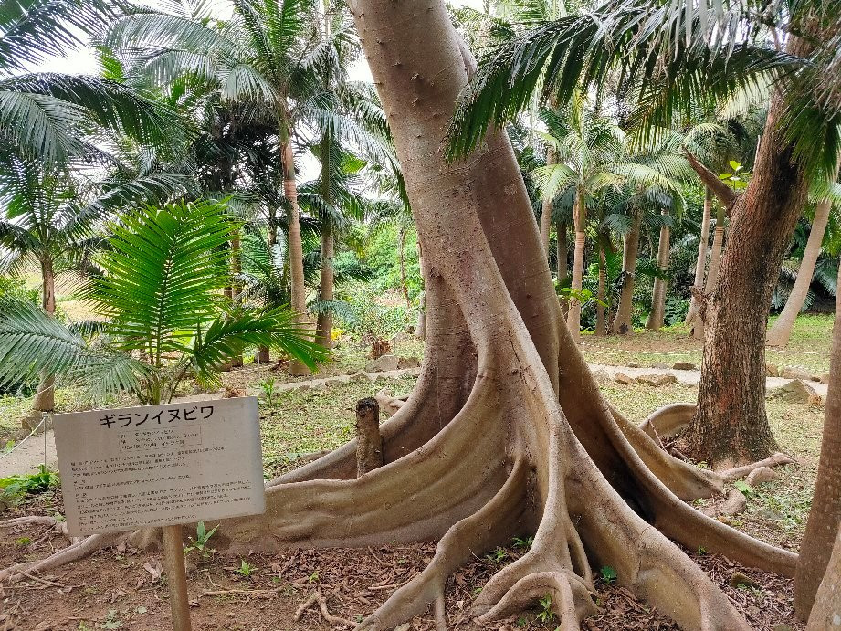 Satake Yaeyama Palm Trees Museum景点图片