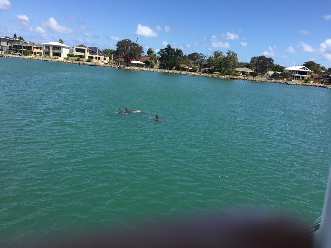 Mandurah Dolphin Tours景点图片