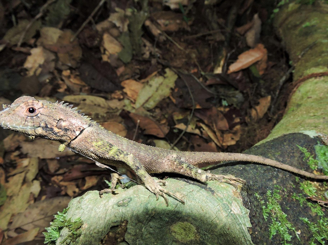 Wild Watch Peru-Manu必去景点