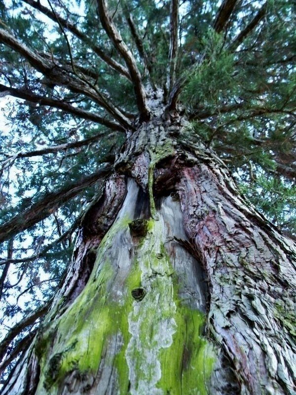 Sequoiadendrum Giganteum景点图片