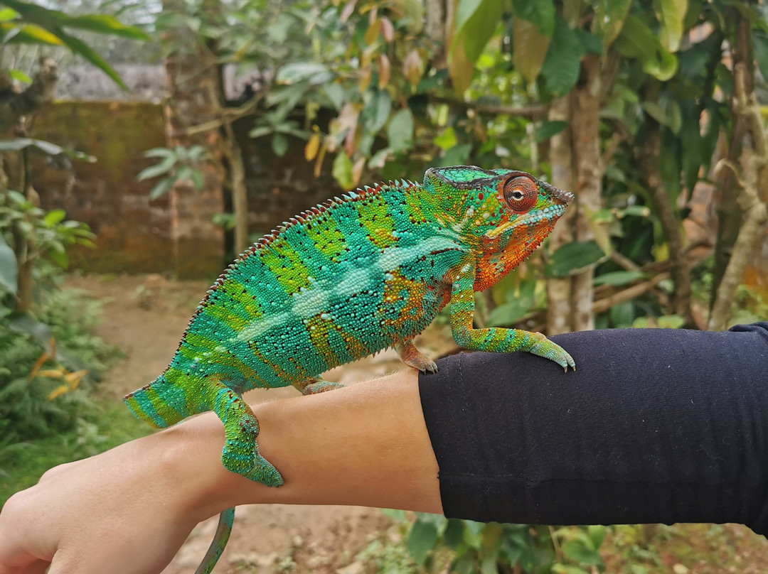 Madagascar Magic Tours景点图片