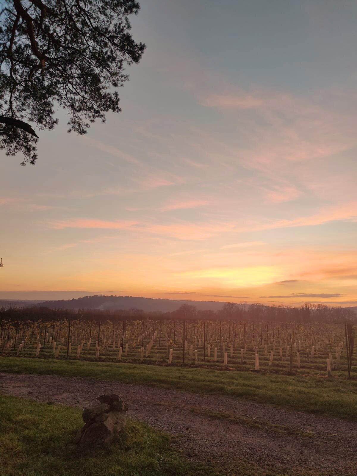 Hartley Wine Estate-官方