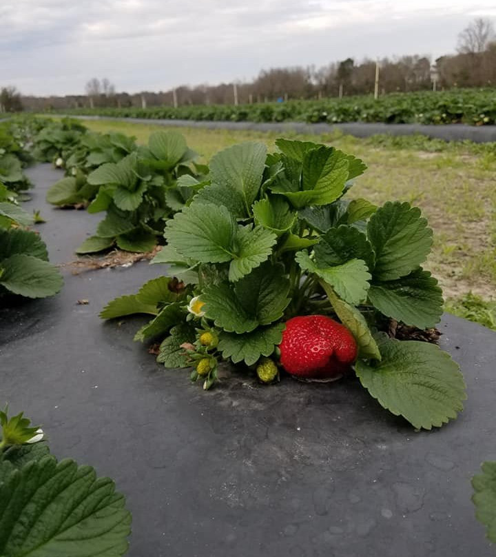 Dorr Farms-Gable必去景点