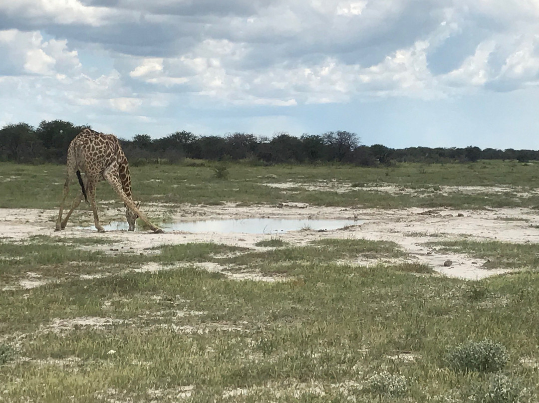 Explora Expedition-纳米比亚埃托沙国家公园必去景点