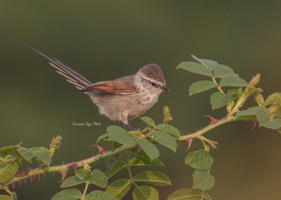 Pucon Birding-普孔必去景点
