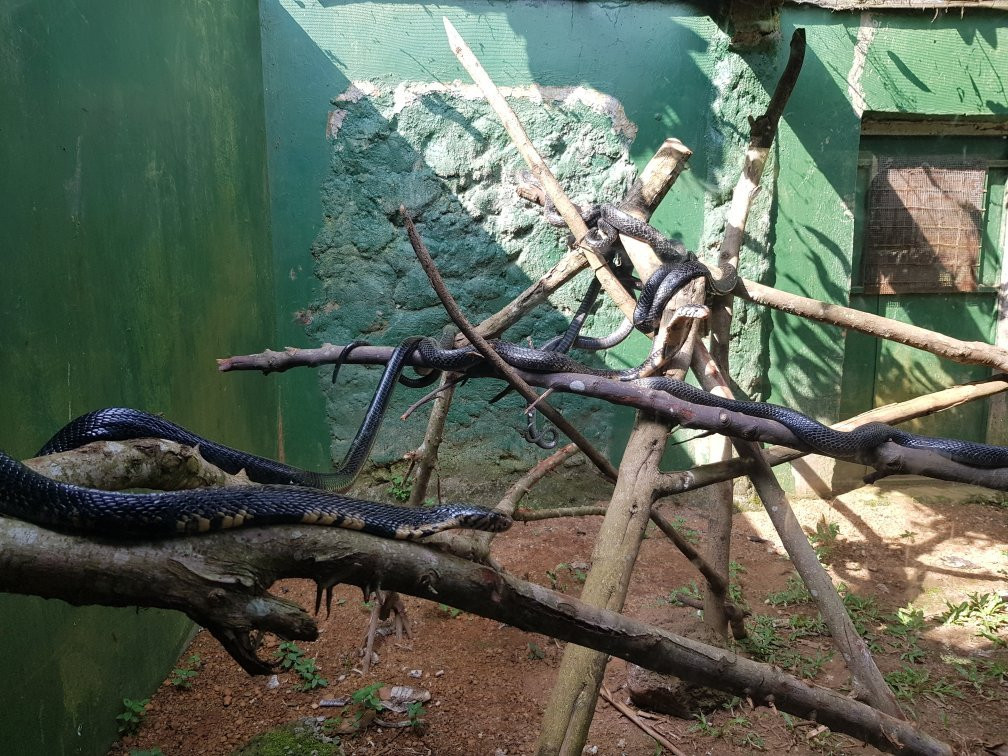 Uganda Reptile Village景点图片