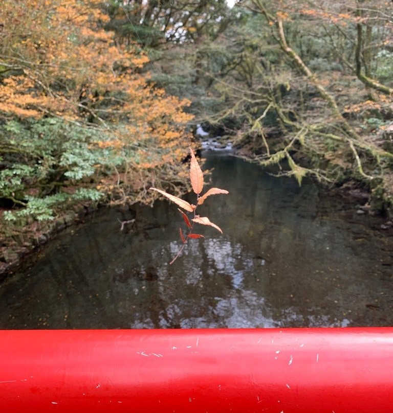 Kikuchi Gorge景点图片