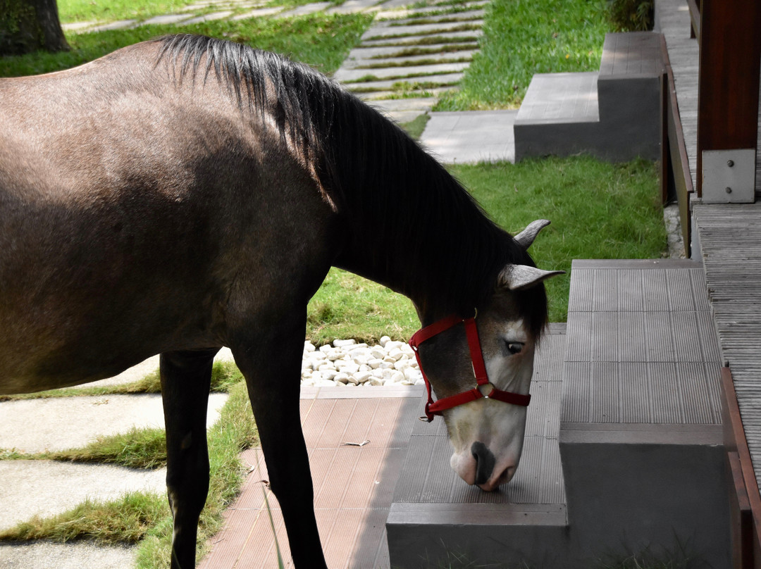 Coconut Grove Lodge主图